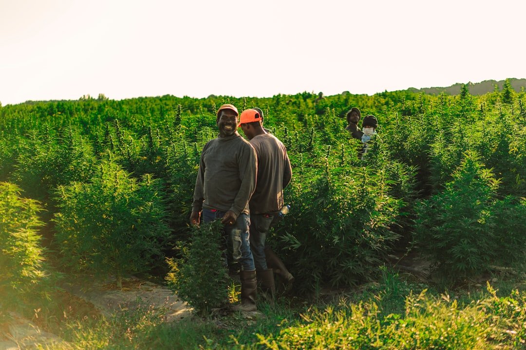 Photo Tree planting