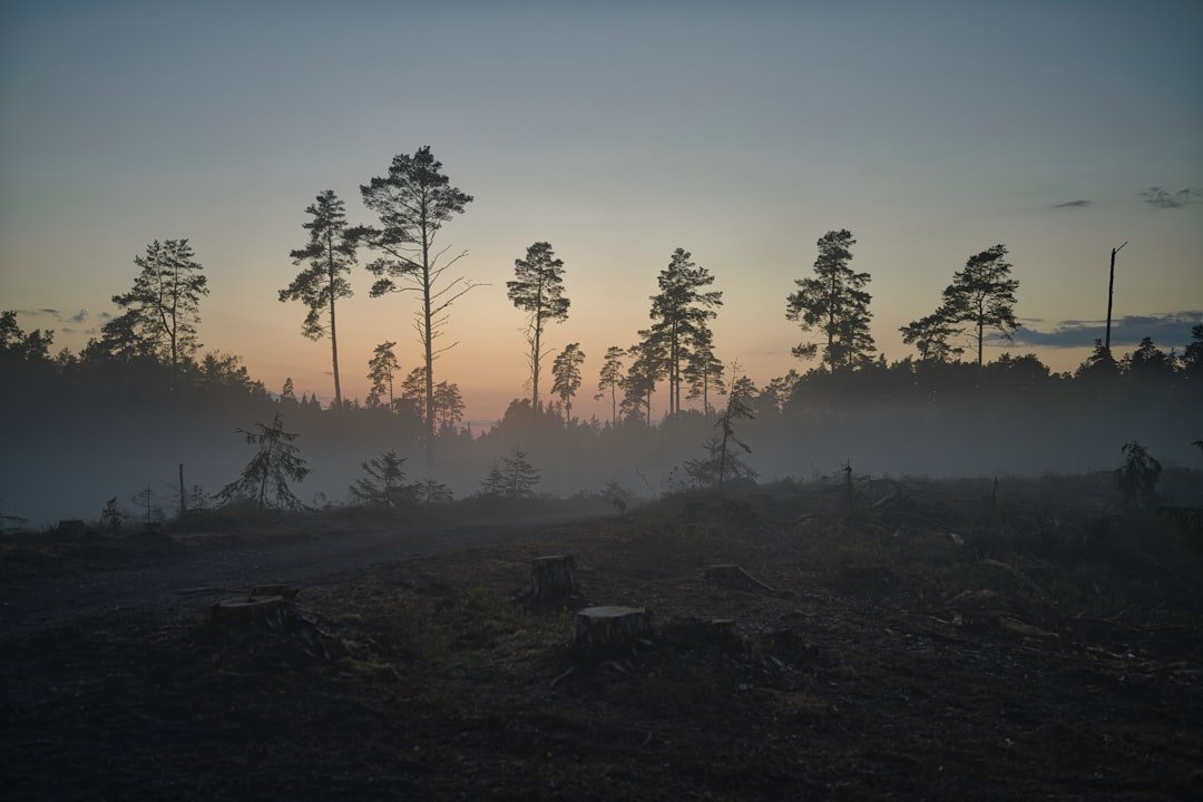 Photo Deforestation