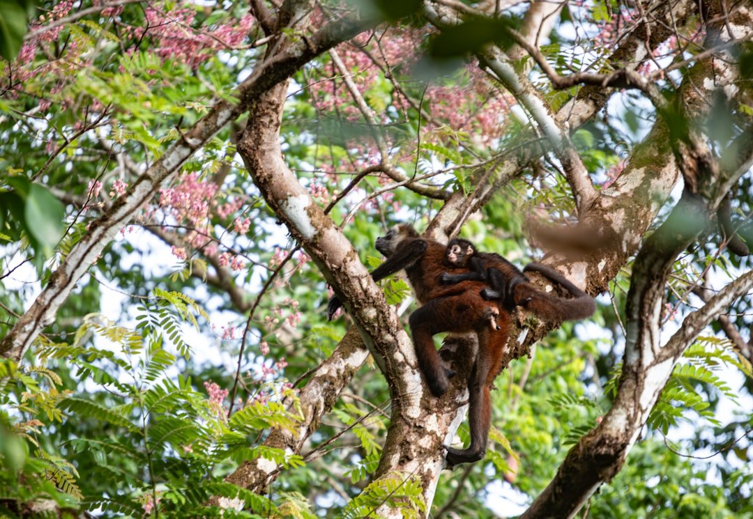 Photo Rainforest canopy