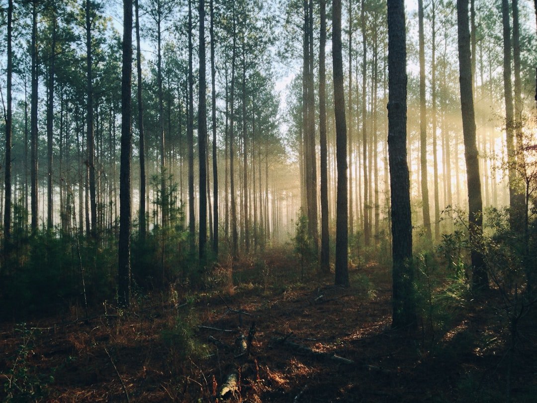 Photo Forest restoration