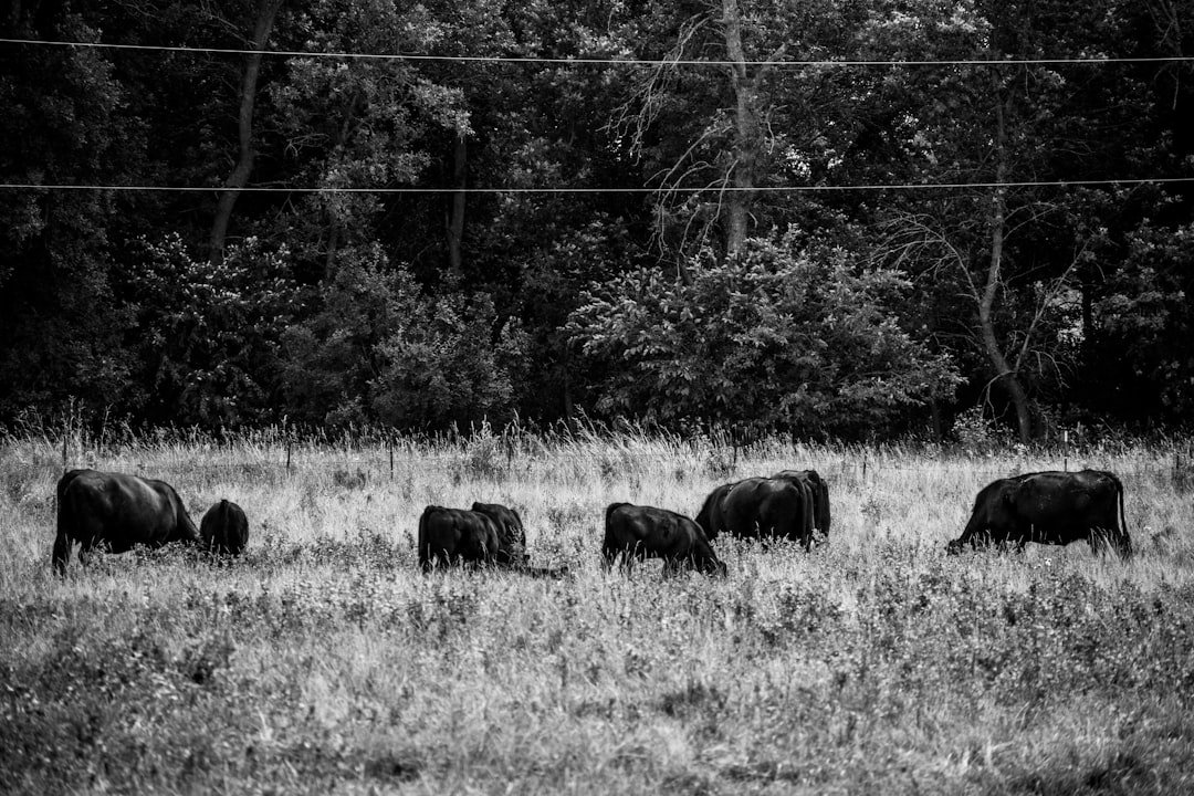 Photo Cattle grazing