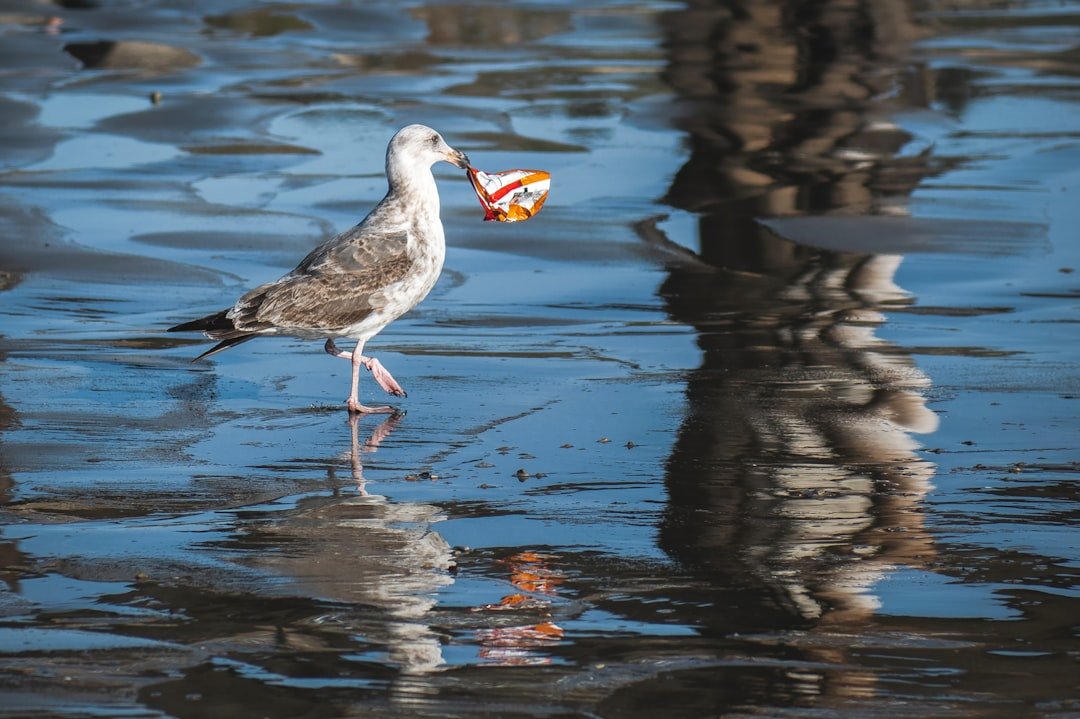 Photo Plastic pollution