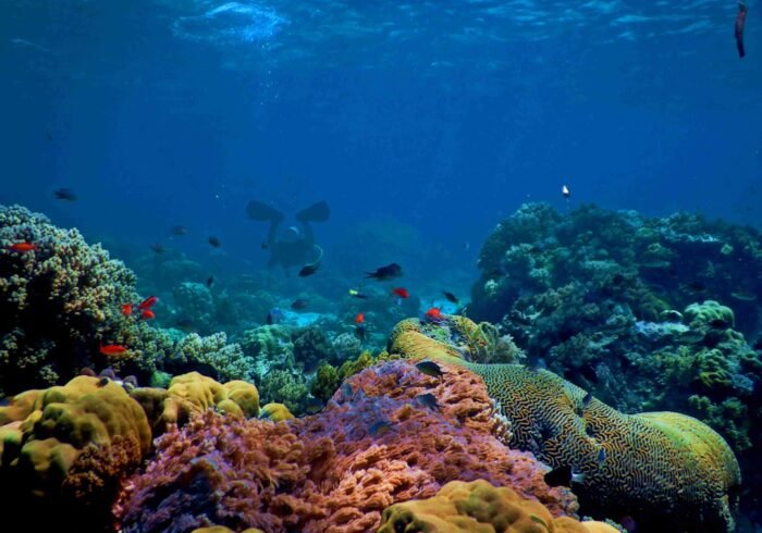 Photo Coral bleaching