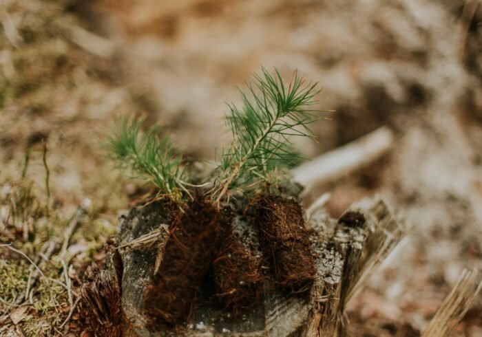 Photo Tree planting