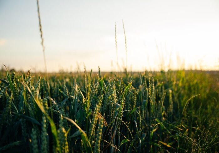 Photo Drought-resistant crops