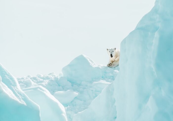 Photo Polar bear