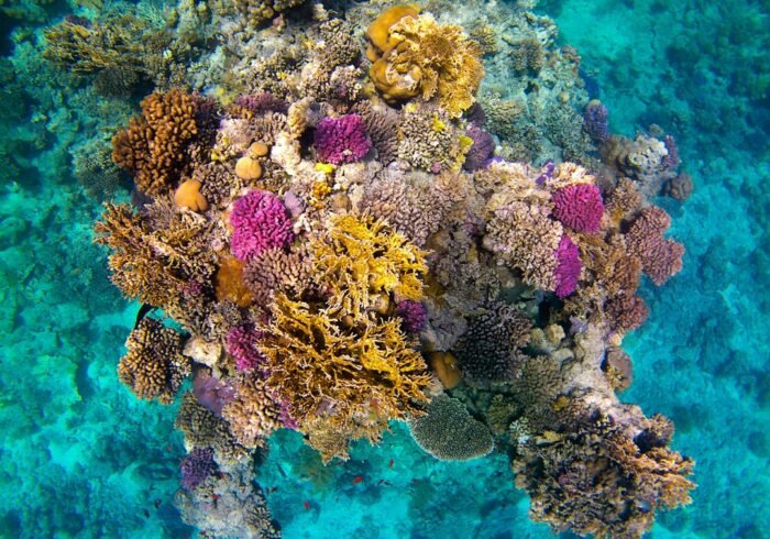 Photo Coral bleaching