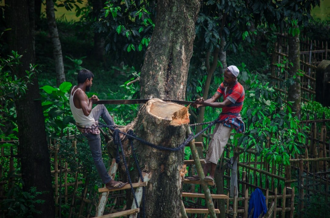 Photo Deforestation