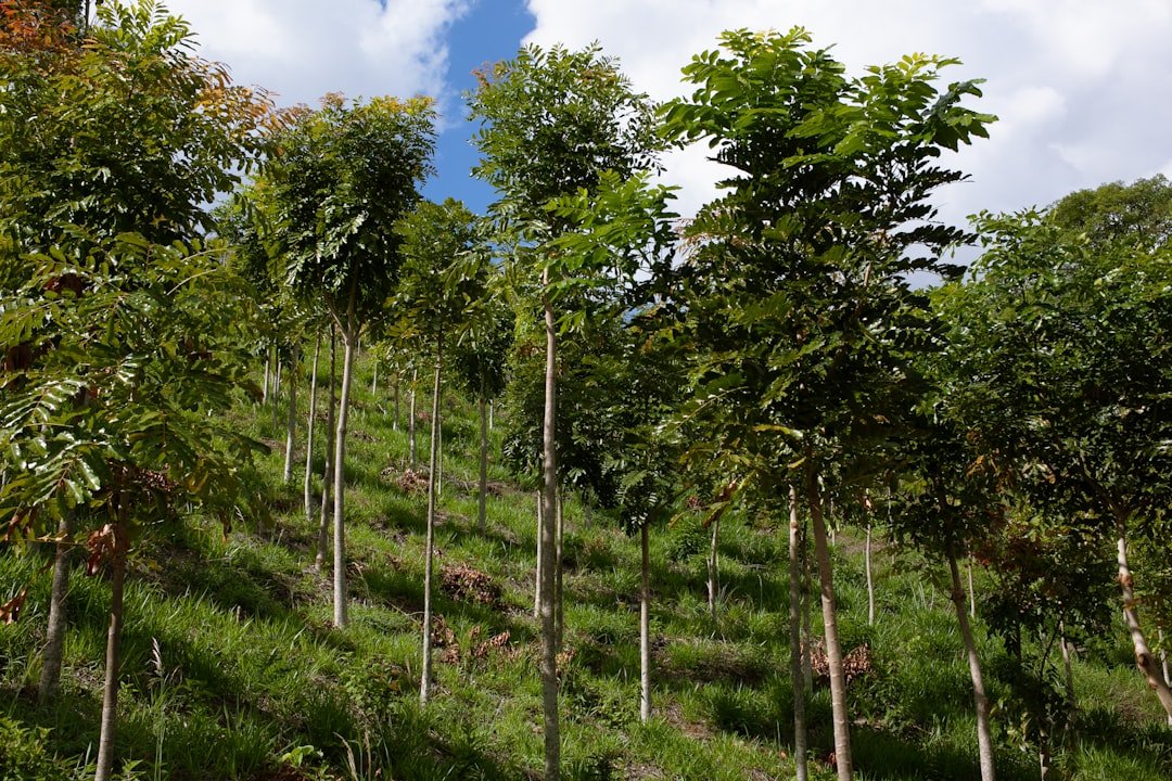 Photo Reforestation efforts