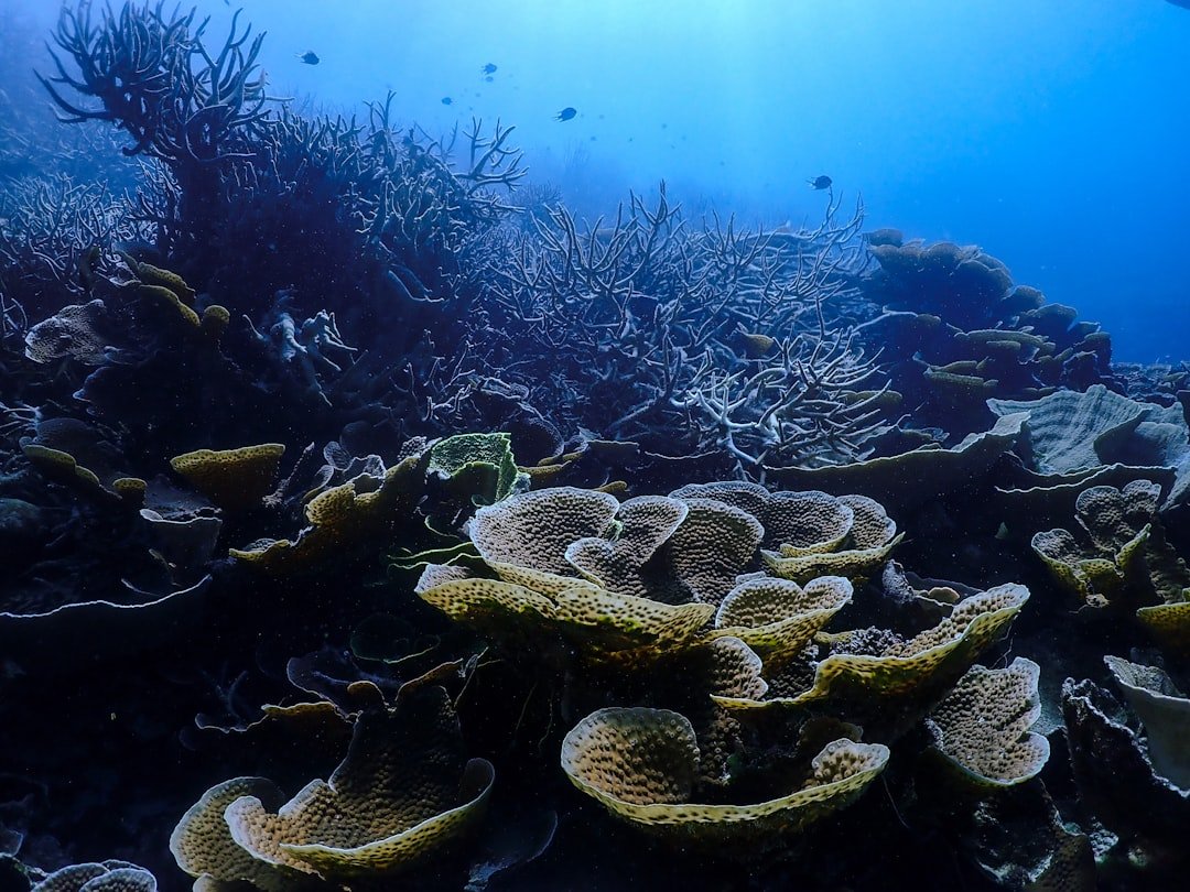 Photo Coral bleaching