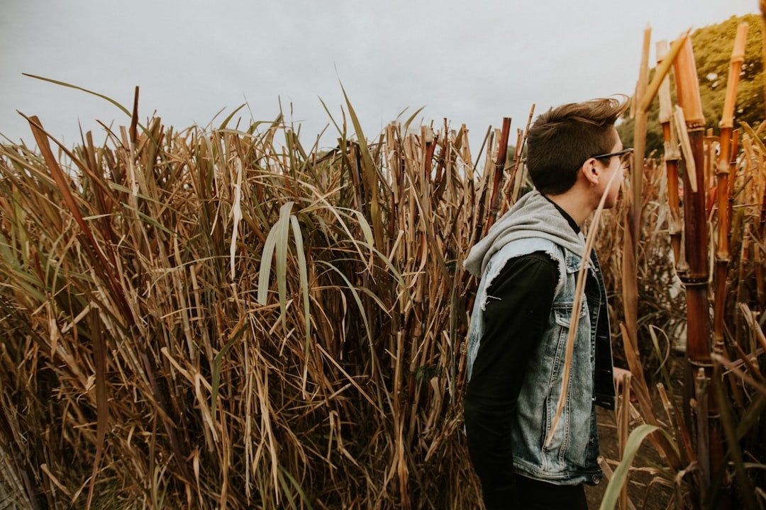 Photo Drought-stricken crops