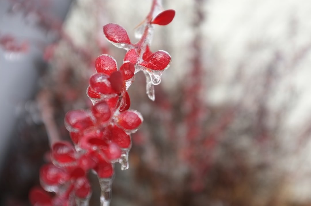 Photo Melting ice