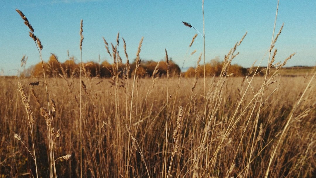 Photo Drought-stricken field