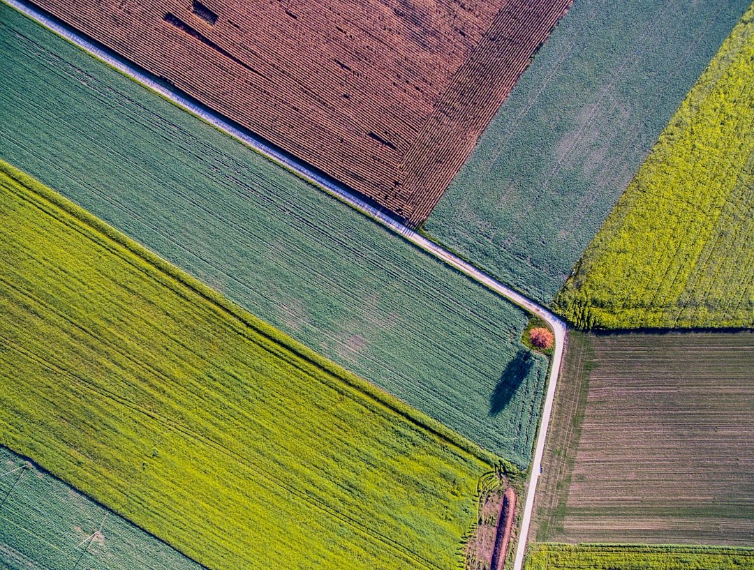 Photo Drought-stricken crops