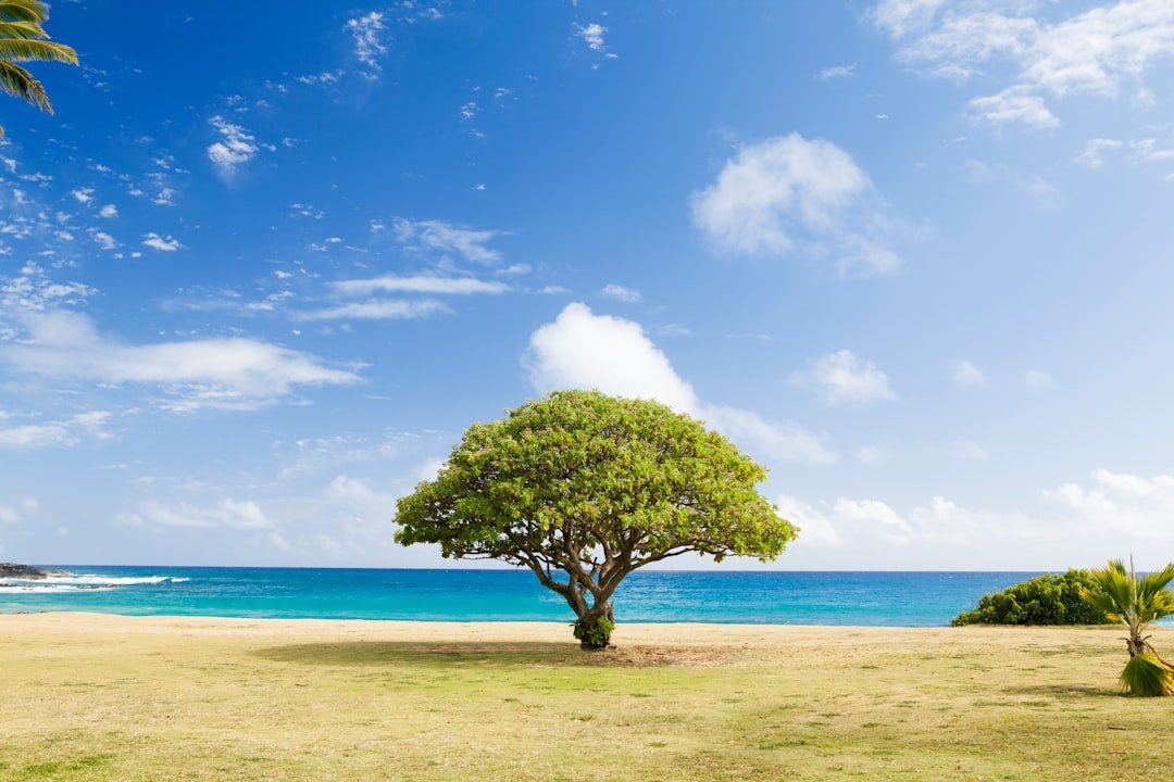 Photo Tree planting