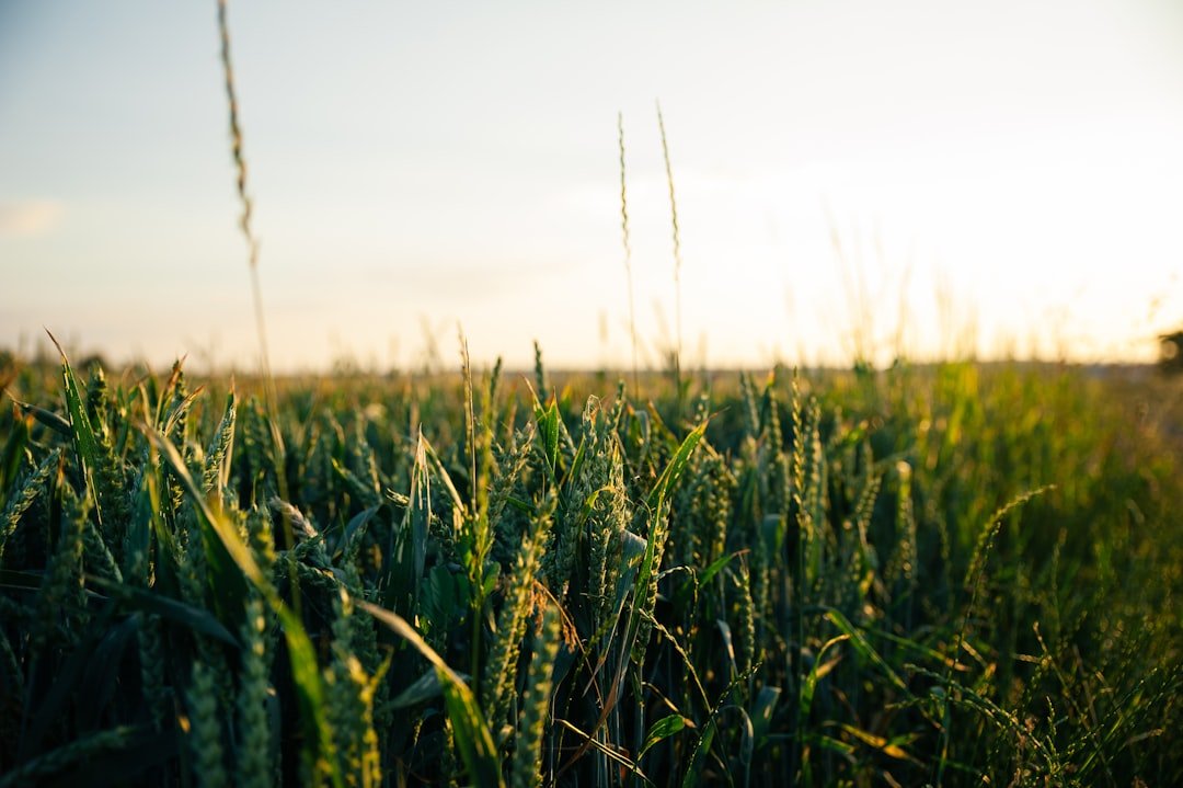 Photo Drought-resistant crops