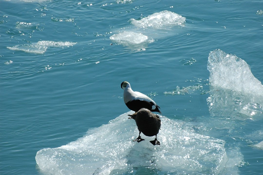 Photo Melting ice