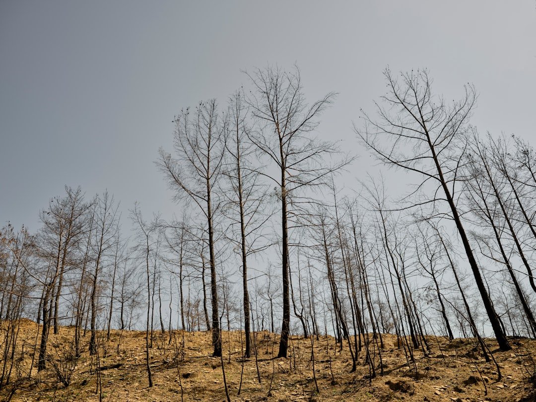 Photo Charred forest