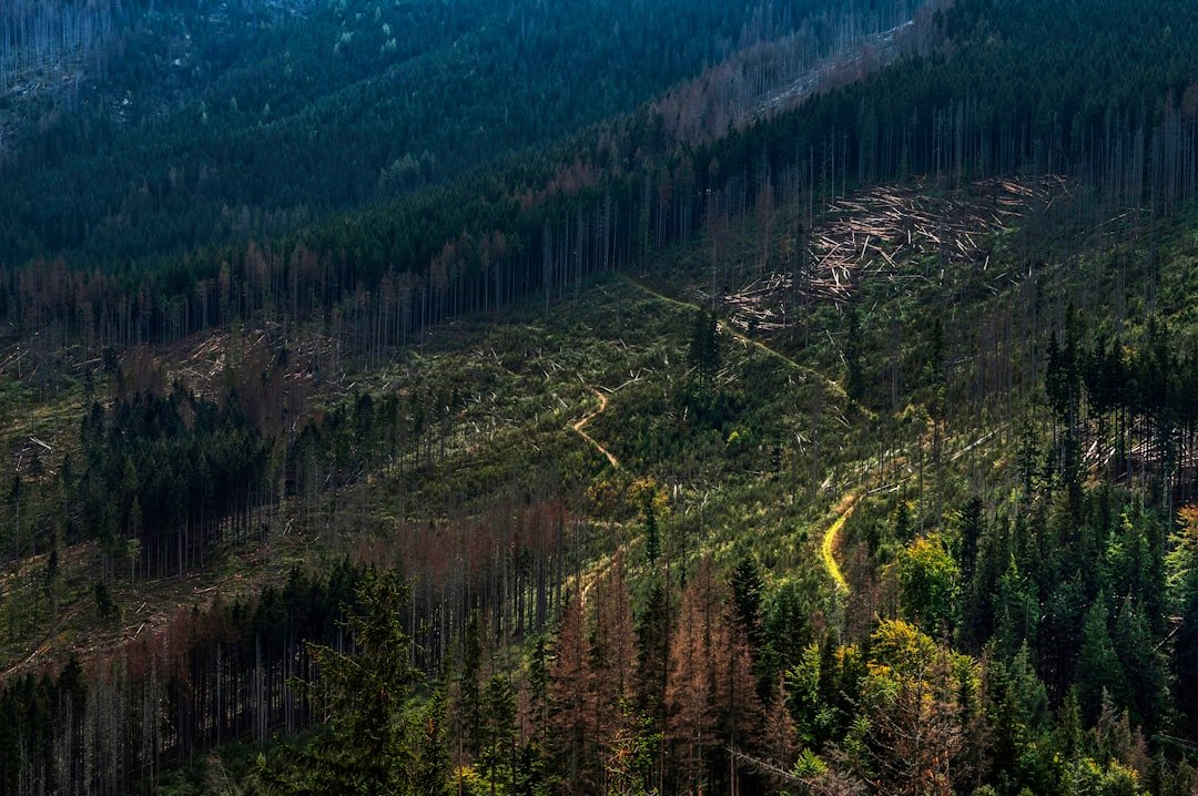 Photo Forest destruction