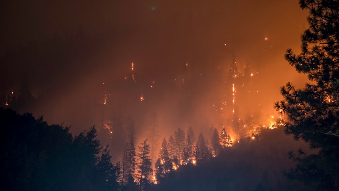 Photo Burning trees