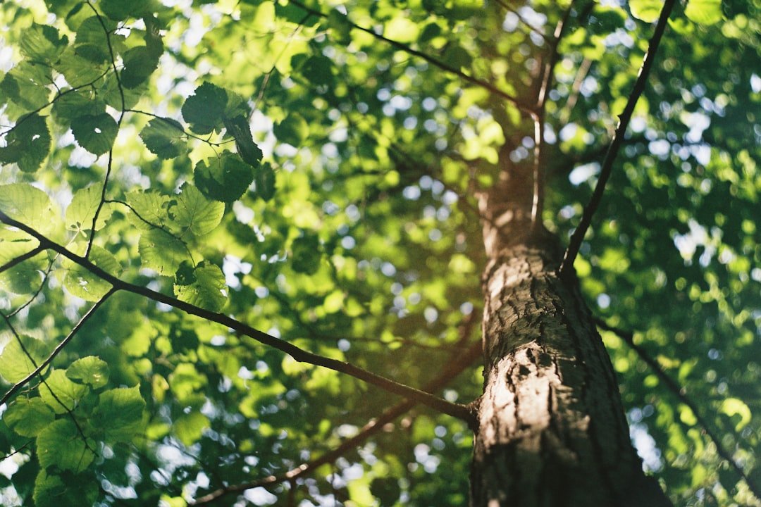 Photo Tree planting