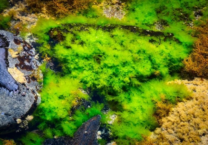 Photo Toxic algae