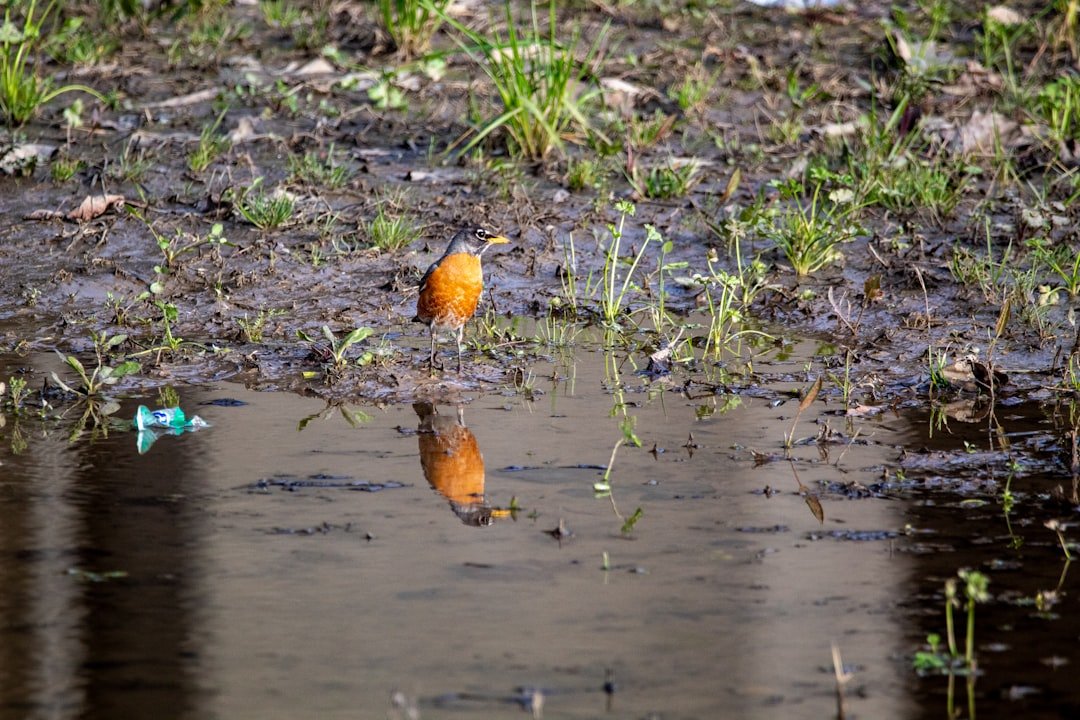 Photo Polluted river