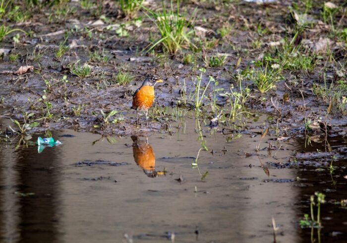 Photo Polluted river