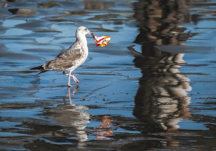 Photo Plastic pollution