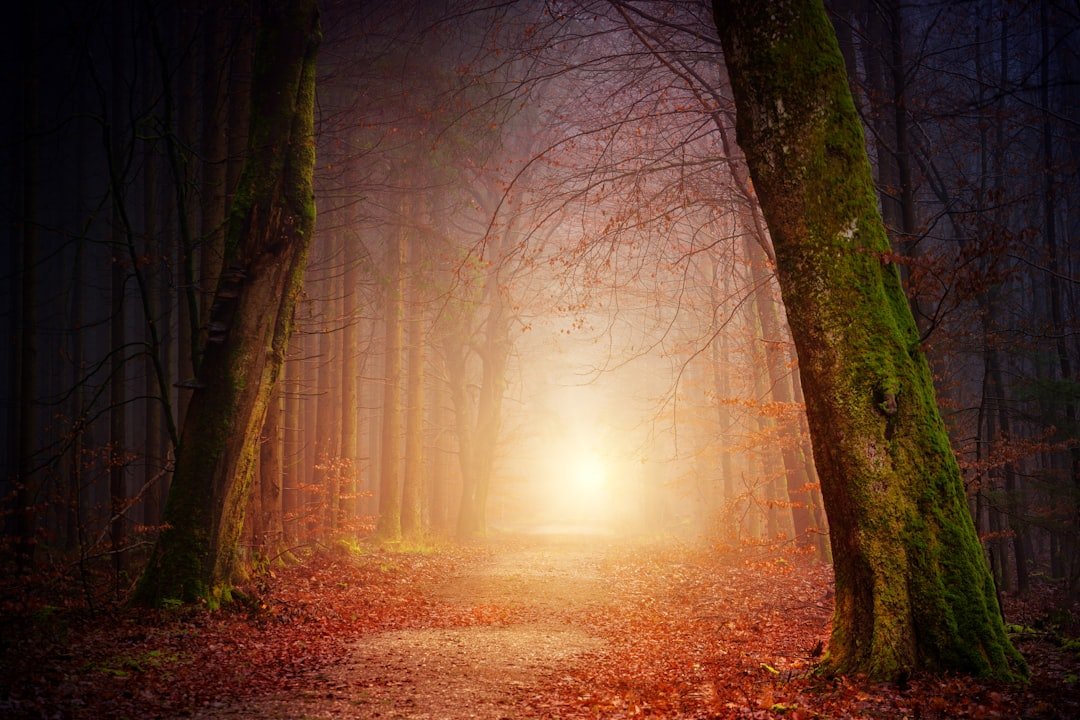 Photo Forest disturbance