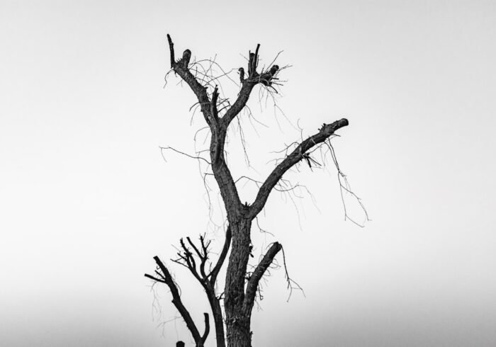 Photo Dying trees