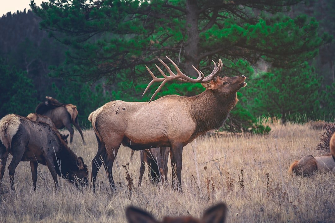 Photo Distressed deer