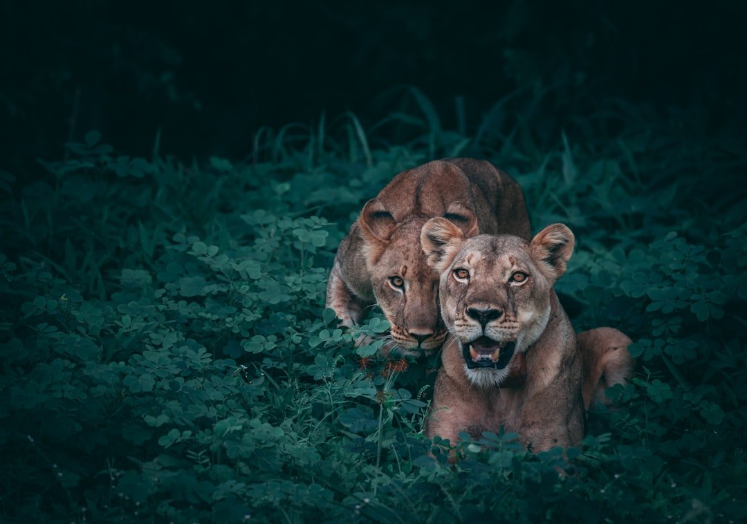 Photo Wildlife fleeing