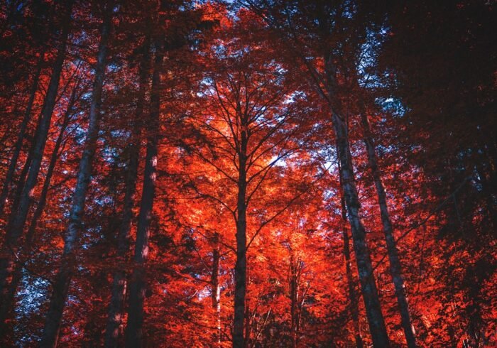 Photo Drought-affected trees