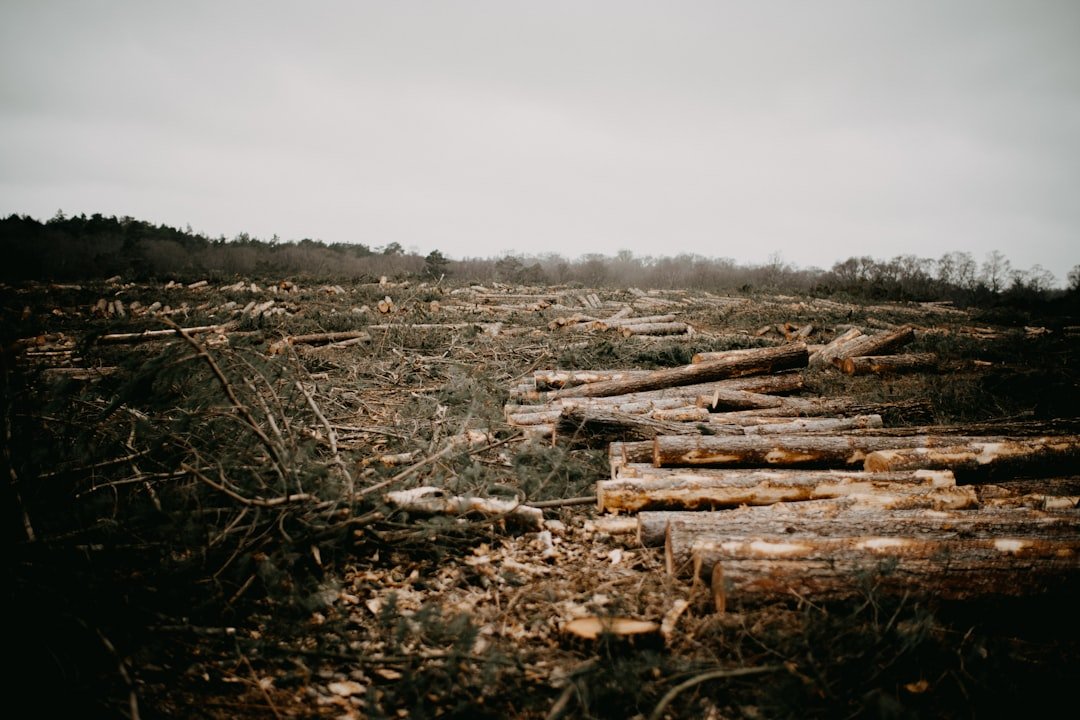 Photo Deforestation