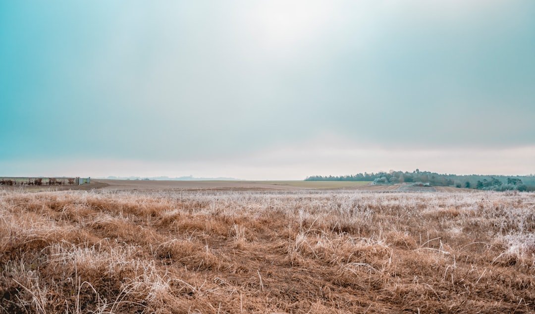 Photo Dry grass