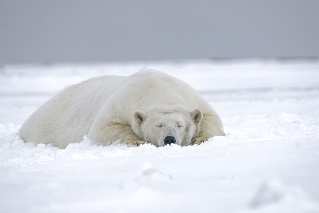 Photo Polar bear