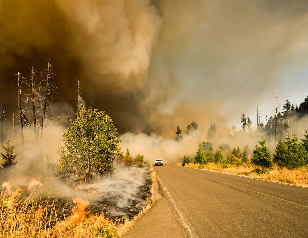 Photo Wildfire aftermath