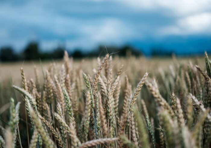 Photo Drought-stricken crops