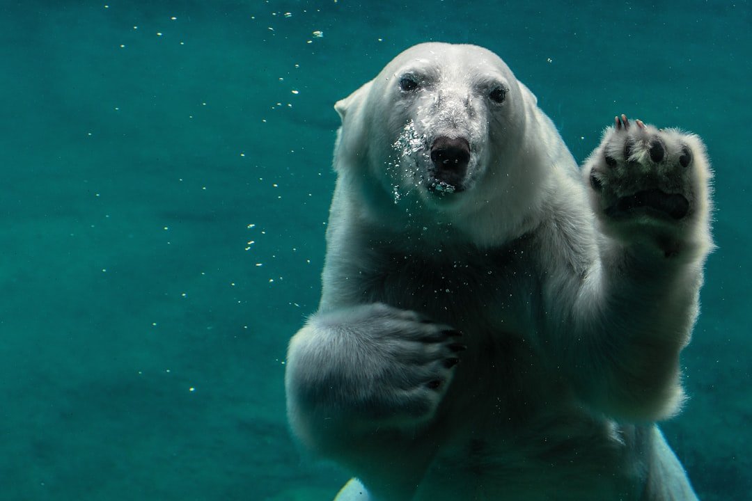 Photo Polar bear
