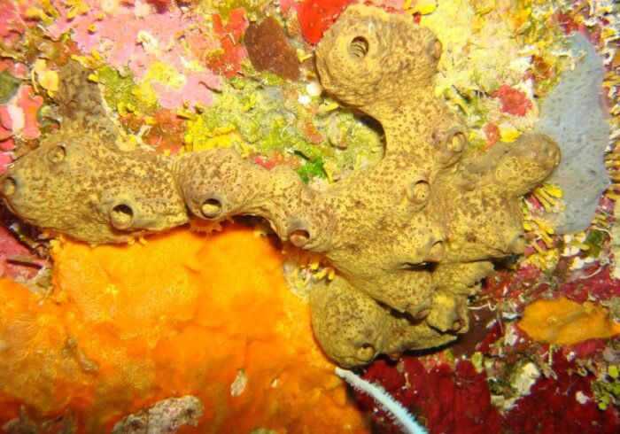 Photo Dying coral reefs