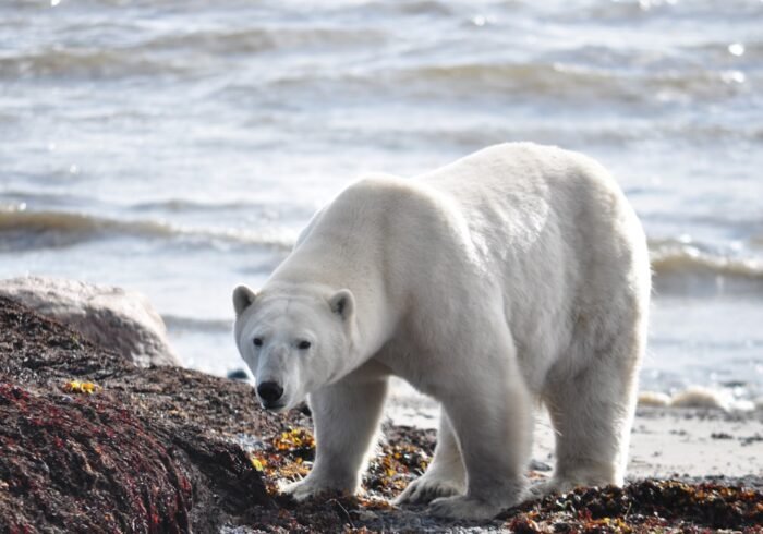 Photo Polar bear