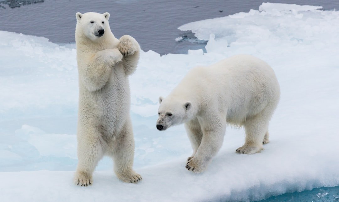 Photo Polar bear