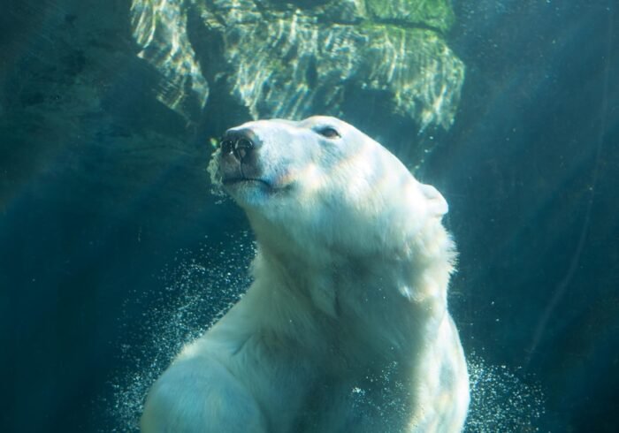 Photo Polar bear