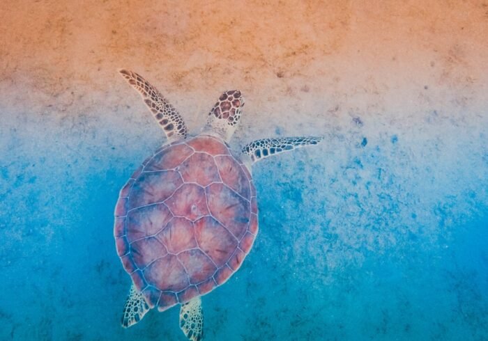 Photo Sea turtle