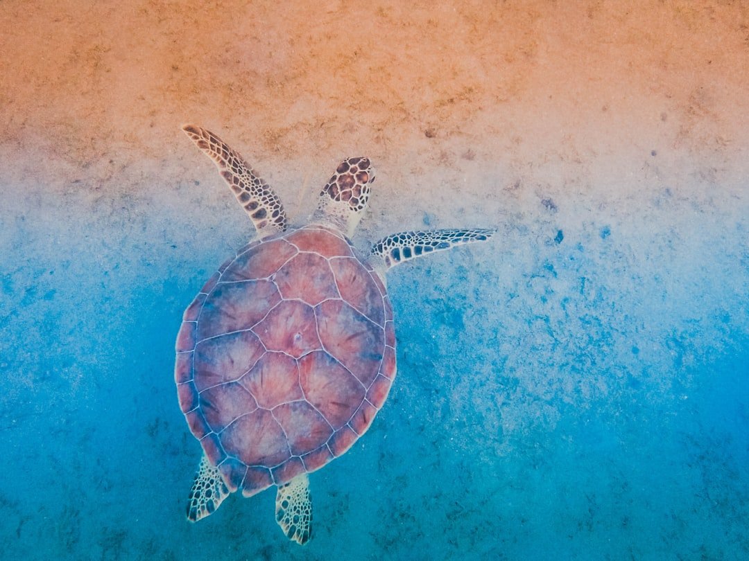 Photo Sea turtle