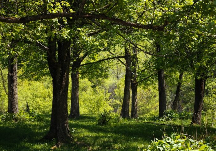 Photo Tree planting