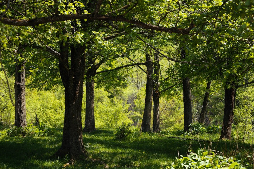 Photo Tree planting