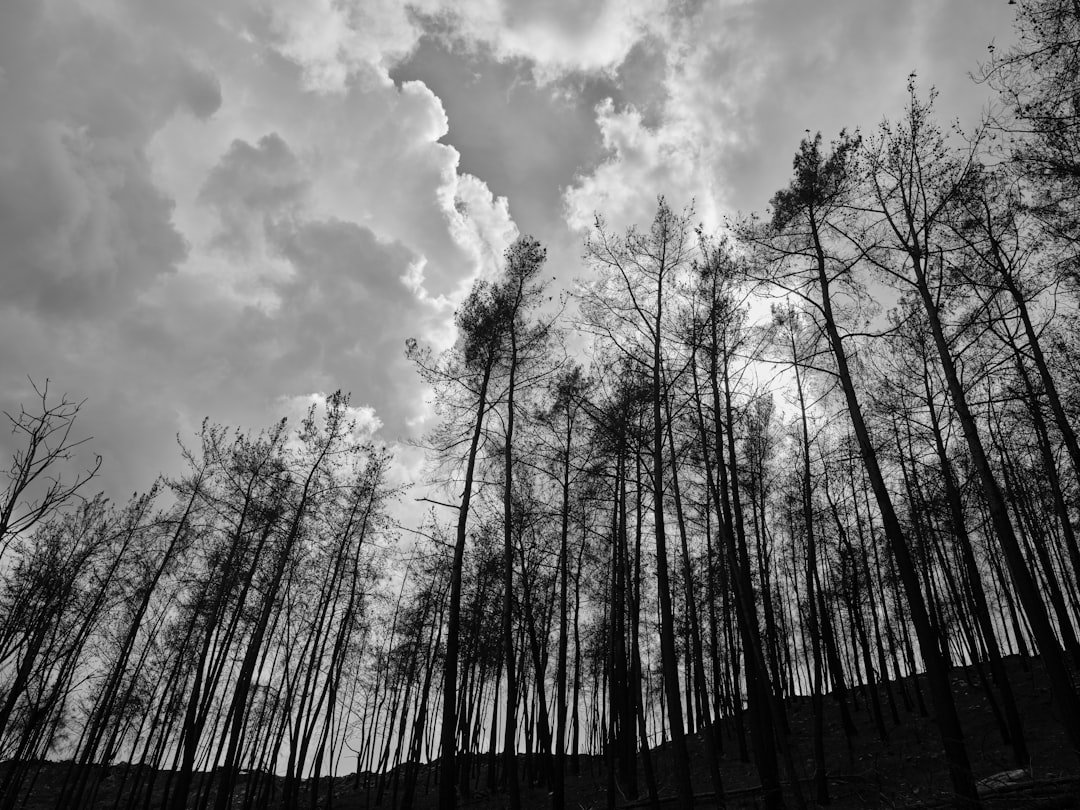 Photo Forest destruction