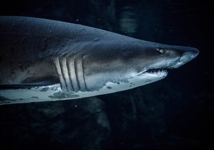 Photo Endangered species